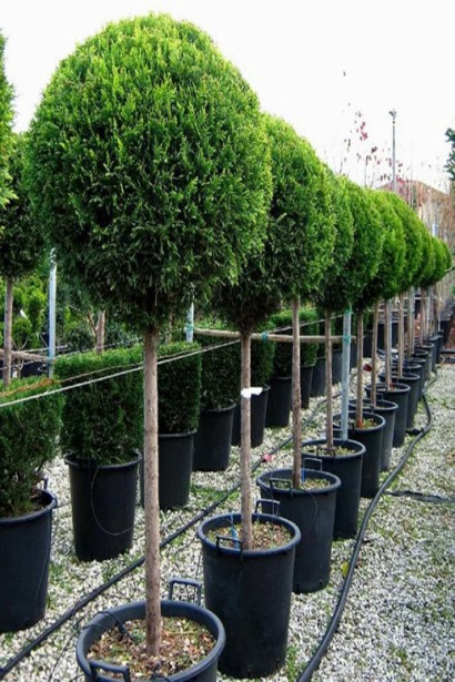 Туя Колумна на штамбе с идеально сформированным шаром.